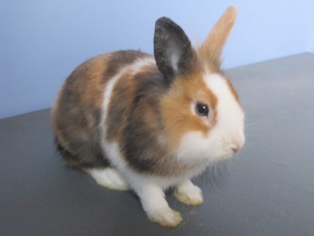 bunny, lapin nain tête de lion, né en mars 2013 (mâle tricolore)