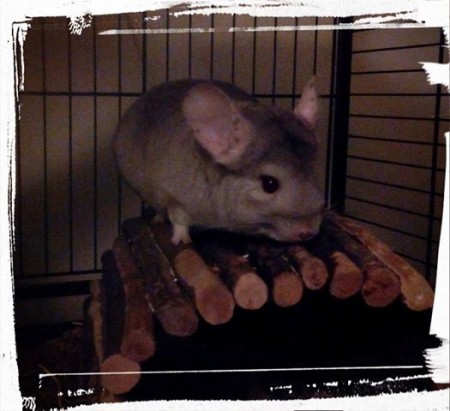 Sapaya, femelle née en juillet 2013, couleur beige