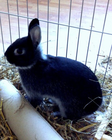 Skipper, lapin nain loutre noir né en février 2014