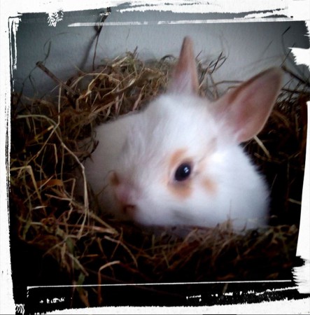 Pépitto (lapiness) mâle né le 11 mai 2014 par Bunny/Dixie (vendu)