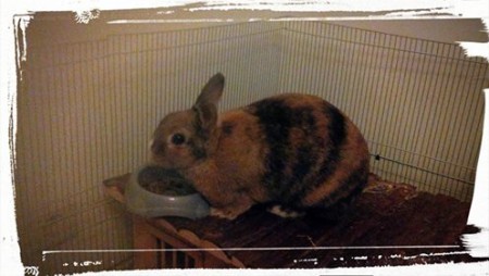 Caramelle, lapine naine tricolore née en Octobre 2013