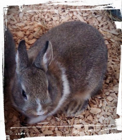 Twixy lapiness, mâle pseudo hollandais garenne OD né le 21/02/15 (Lola lapiness/Skipper)