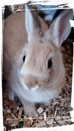 Fidgi lapiness,  mâle fauve OD né le 21 / 02 / 15 ( skipper /lola lapiness 15€ la saillie  )