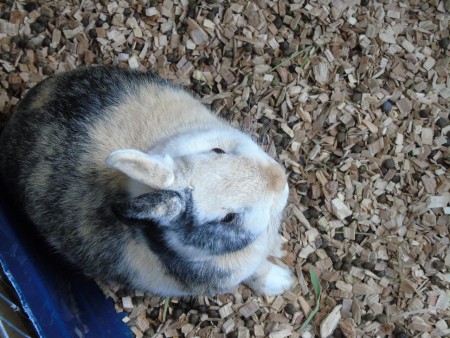 Caylee lapiness, femelle japonnaise née le 16/02/15 (Hitto lapiness/Caramelle)