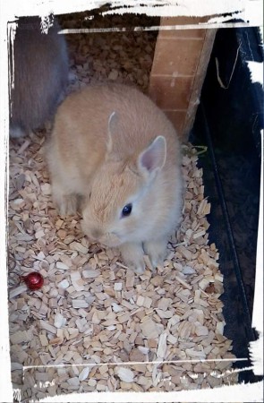 Alia lapiness, femelle fauve née le 27/01/16 (Caramelle/Fidjy lapiness)