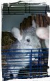 /album/nouveau-nes/chinchilla-jpg1/